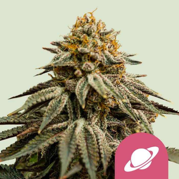 ROYAL QUEEN SEEDS - ROYAL SKYWALKER FEM (USA PREMIUM) - immagine 1