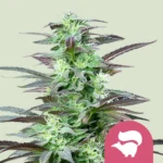 ROYAL QUEEN SEEDS - SKUNK XL FEM