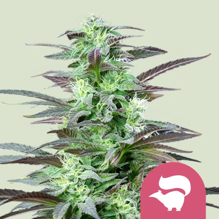 ROYAL QUEEN SEEDS - SKUNK XL FEM - Image 1