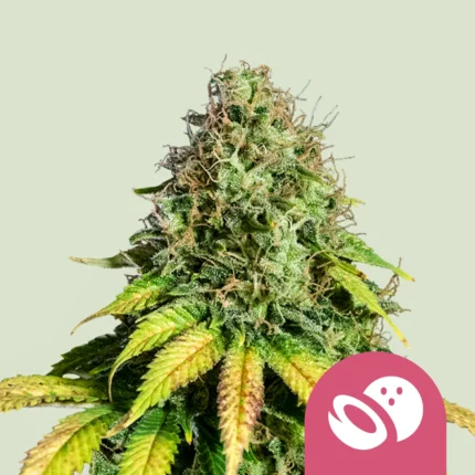 ROYAL QUEEN SEEDS - SOMANGO XL FEM