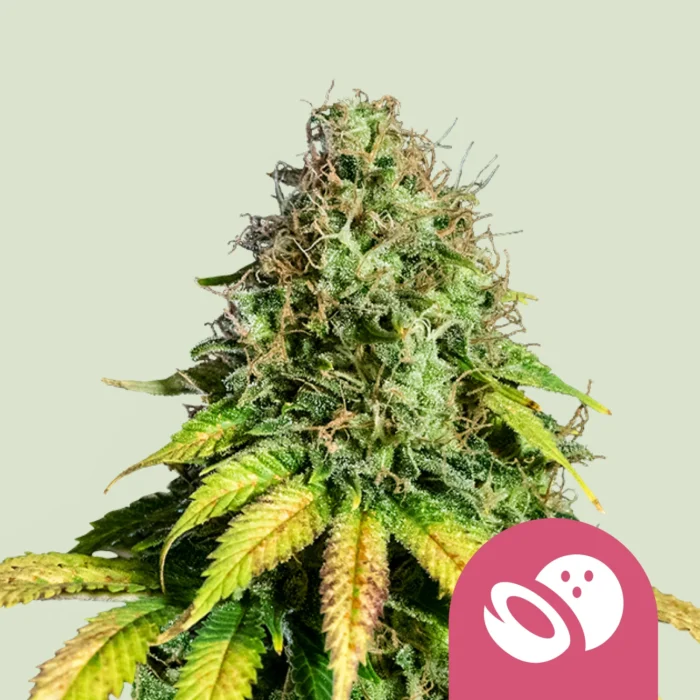 ROYAL QUEEN SEEDS - SOMANGO XL FEM – Image 1