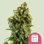 ROYAL QUEEN SEEDS - SOUR DIESEL FEM