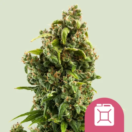 SEMILLAS ROYAL QUEEN - SOUR DIESEL FEM