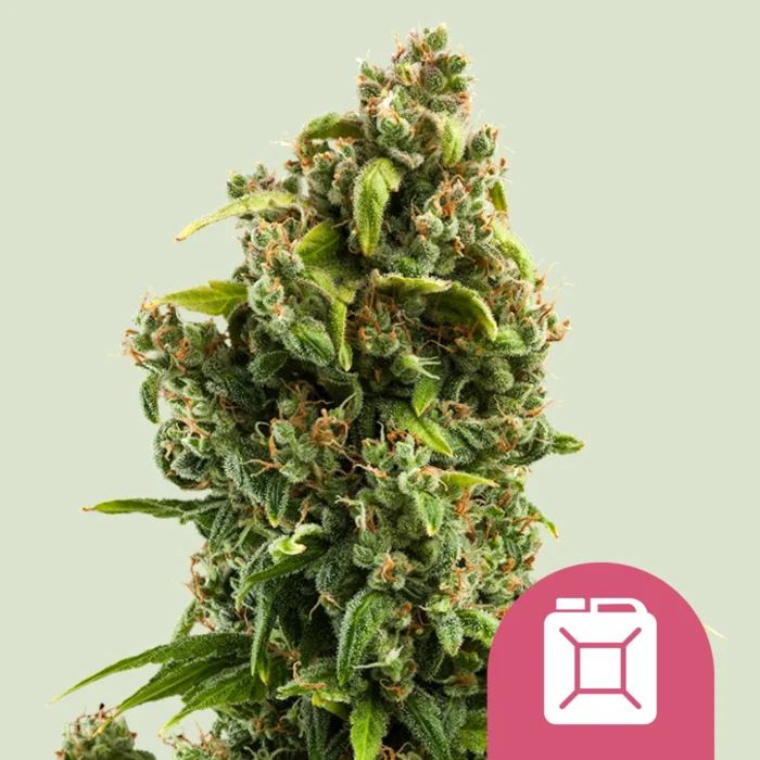 ROYAL QUEEN SEEDS - SOUR DIESEL FEM - immagine 1