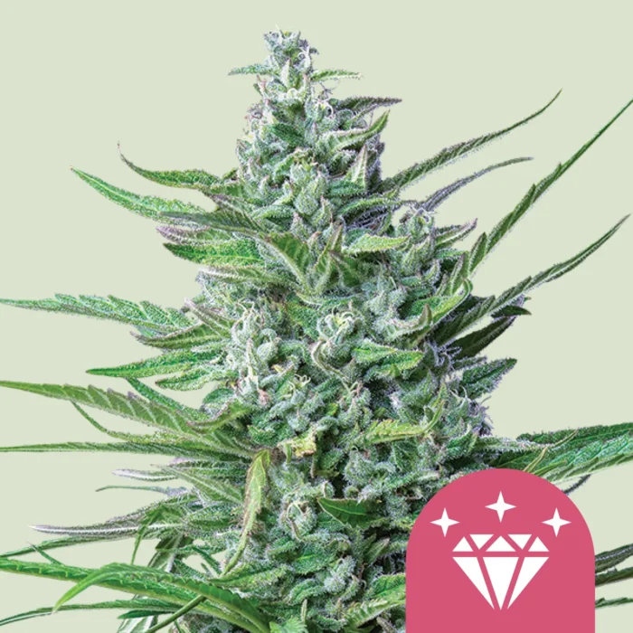 ROYAL QUEEN SEEDS - SPECIAL KUSH #1 FEM - Imagen 1