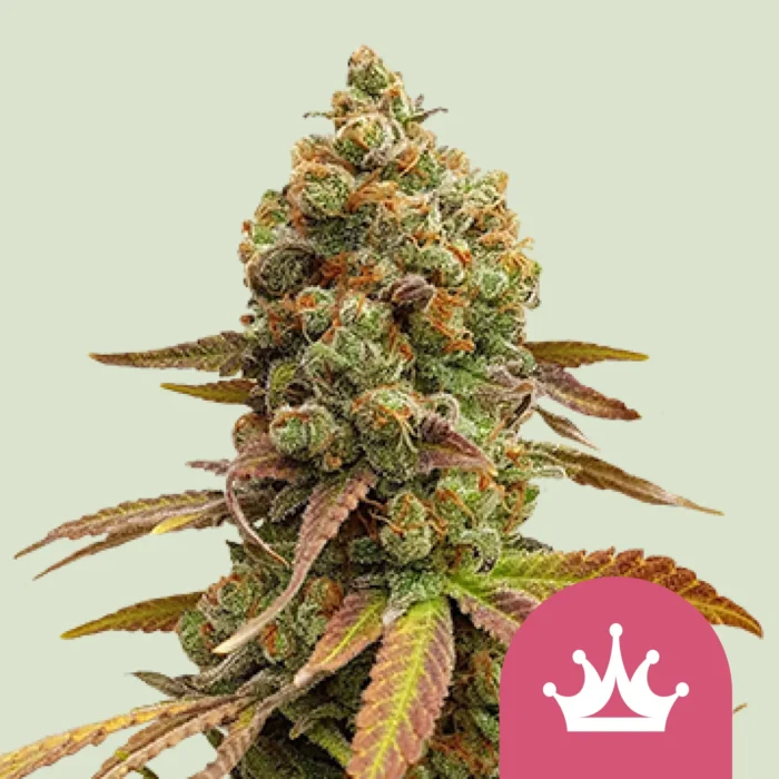 ROYAL QUEEN SEEDS - SPECIAL QUEEN #1 FEM - immagine 1