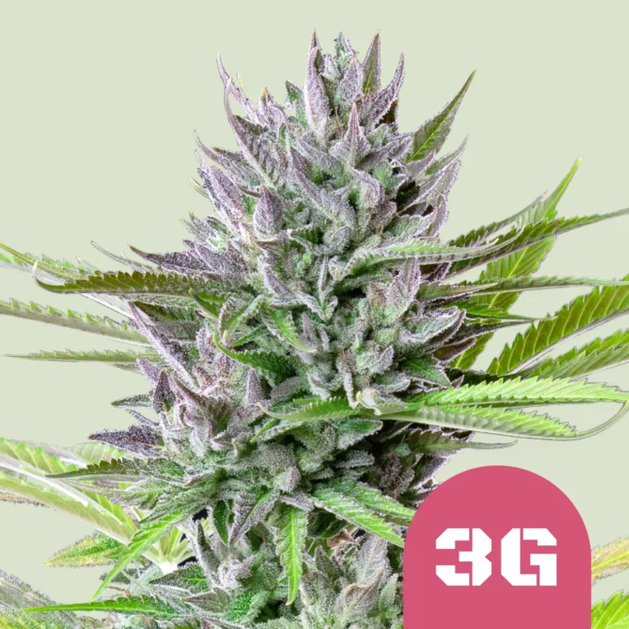 ROYAL QUEEN SEEDS - TRIPLE G FEM (USA PREMIUM) – Image 1