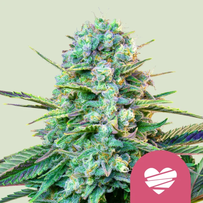ROYAL QUEEN SEEDS - WEDDING CRASHER FEM (USA PREMIUM) – Image 1