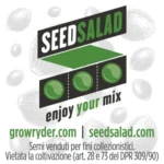 SEEDSALAD - REINA MADRE PIPETTE 100 SEEDS FEMM - Image 2