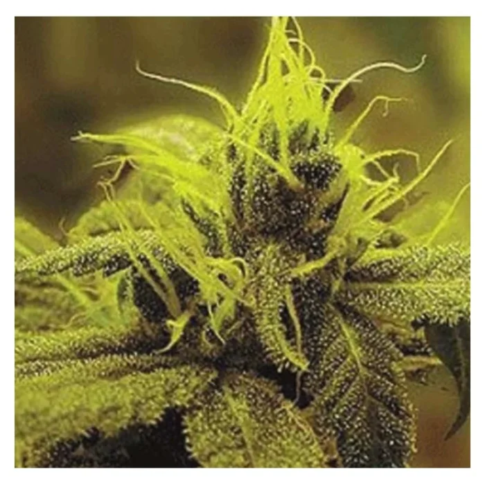 SAGARMATHA SEEDS - A-1 HAZE FEM | 5 SEMILLAS - Imagen 1