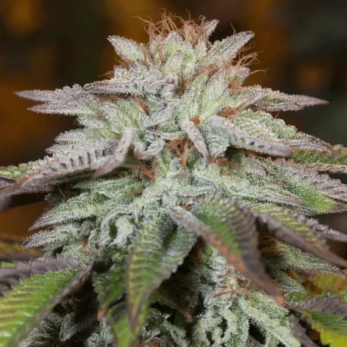 SILENT SEEDS - L.A. VANILLA CAKE AUTO FEM - Image 1