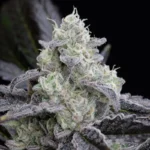 SILENT SEEDS - L.A. VANILLA CAKE FEM