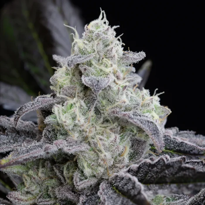 SILENT SEEDS - L.A. VANILLA CAKE FEM - immagine 1