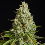 SILENT SEEDS - AMNESIA LEMON FEM