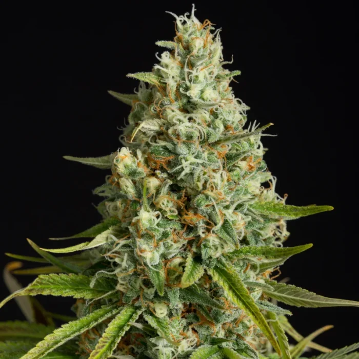 SILENT SEEDS - AMNESIA LEMON FEM – Image 1