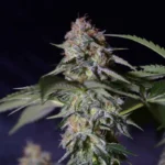 GRAINES SILENCIEUSES - COOKIELATO FEM – Image 2