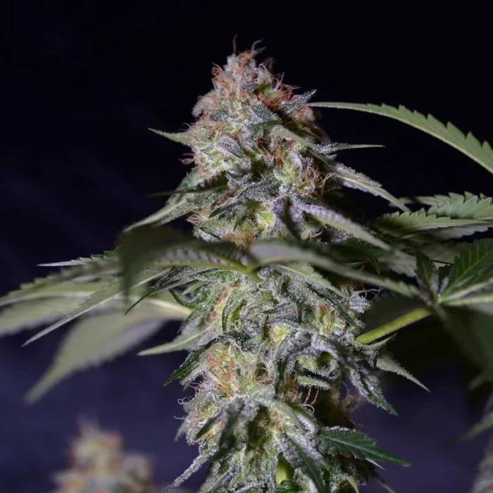 GRAINES SILENCIEUSES - COOKIELATO FEM – Image 2