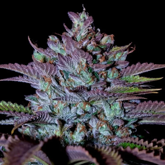 GRAINES SILENCIEUSES - COOKIELATO FEM – Image 3