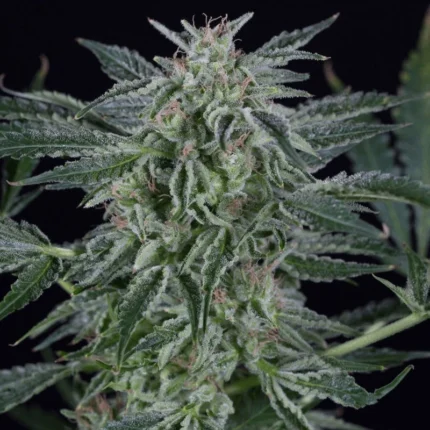 SILENT SEEDS - CRITICAL JACK AUTO FEM