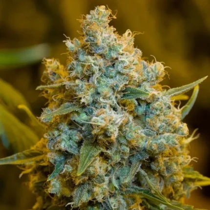 SILENT SEEDS - CRITICAL JACK FEM