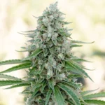 SILENT SEEDS - CRITICAL MANGO FEM