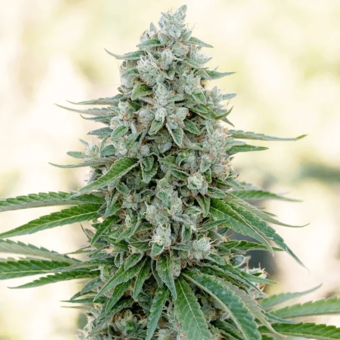 SILENT SEEDS - CRITICAL MANGO FEM - immagine 1