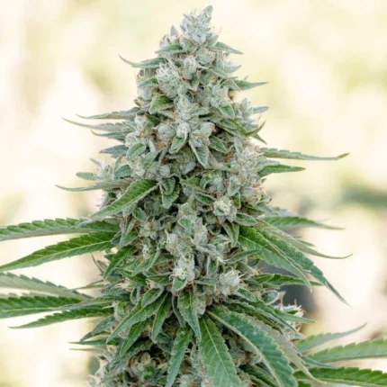 SILENT SEEDS - CRITICAL MANGO FEM