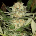 SILENT SEEDS - CRITICAL MANGO FEM - immagine 2