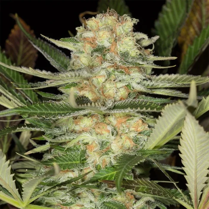 SILENT SEEDS - CRITICAL MANGO FEM - immagine 2