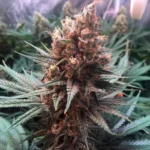 SILENT SEEDS - CRITICAL JACK FEM - immagine 2