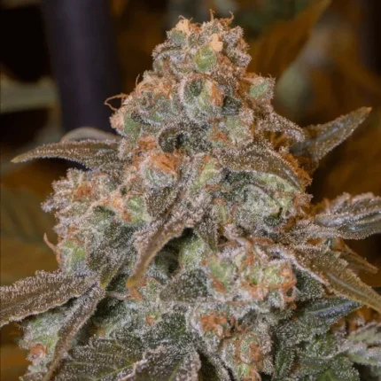 SILENT SEEDS - GORILLA FROST FEM