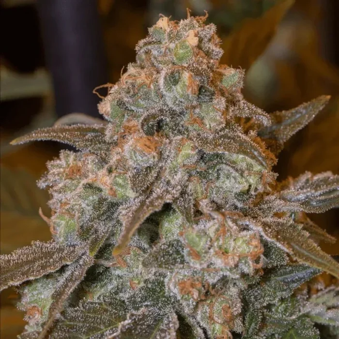 SILENT SEEDS - GORILLA FROST FEM - Imagen 1