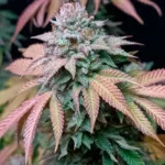 SILENT SEEDS - GORILLA FROST FEM - Imagen 2