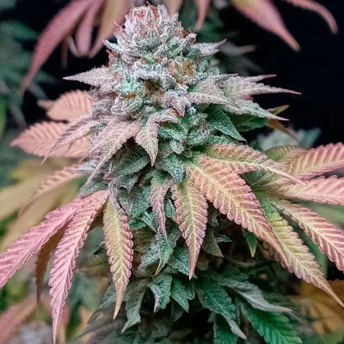 SILENT SEEDS - GORILLA FROST FEM - Imagen 2