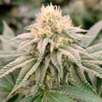 SILENT SEEDS - GORILLA FROST FEM - Imagen 3
