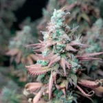 SILENT SEEDS - GORILLA FROST FEM - Imagen 4