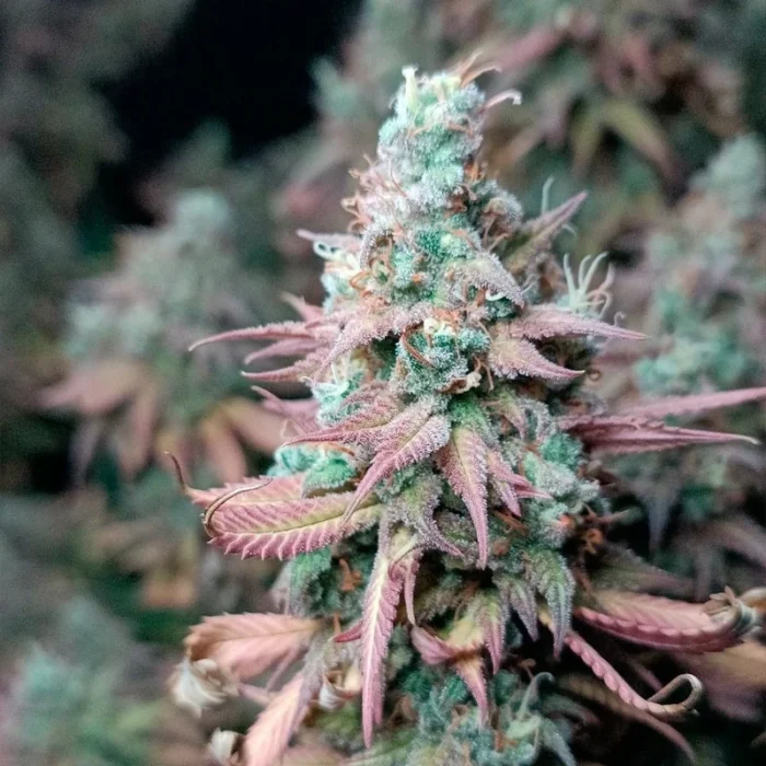 SILENT SEEDS - GORILLA FROST FEM - Imagen 4