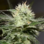 SILENT SEEDS - LEMON SORBET FEM