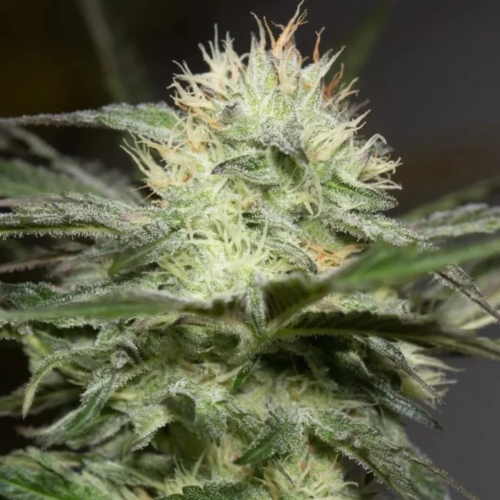 SILENT SEEDS - LEMON SORBET FEM - immagine 1