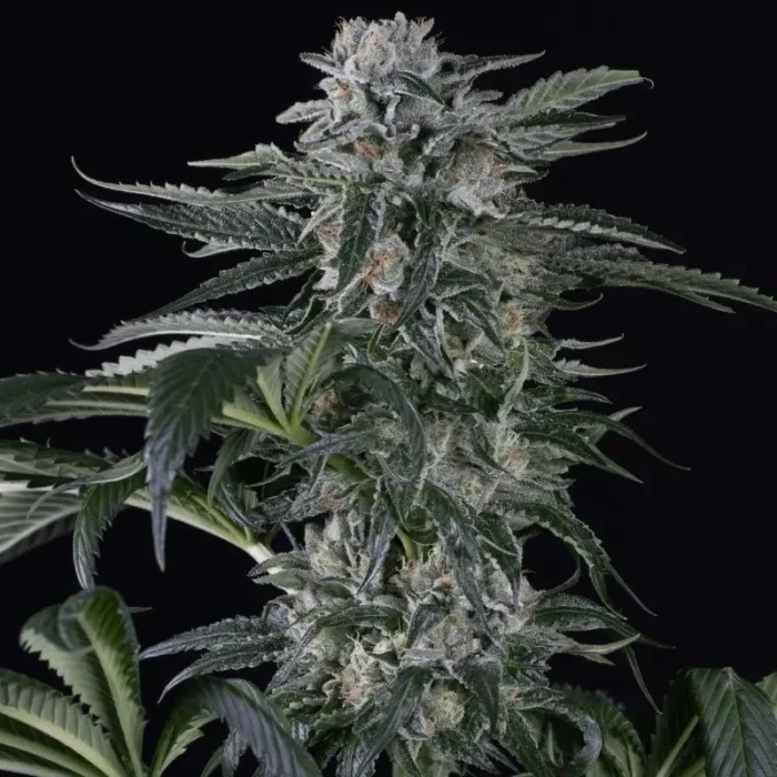 SILENT SEEDS - MOBY DICK AUTO FEM - immagine 1