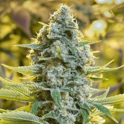SILENT SEEDS - MOBY DICK FEM