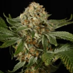 SILENT SEEDS - OG KUSH FEM