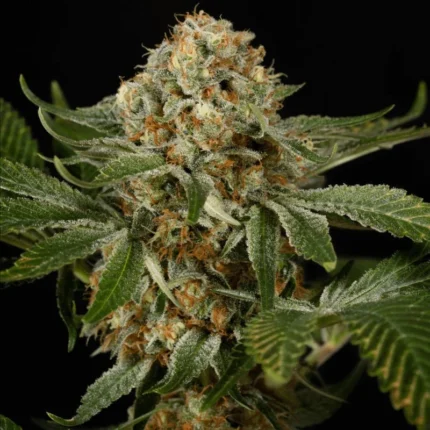 SILENT SEEDS - OG KUSH FEM