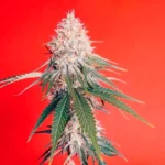 SILENT SEEDS - OG KUSH FEM – Image 2