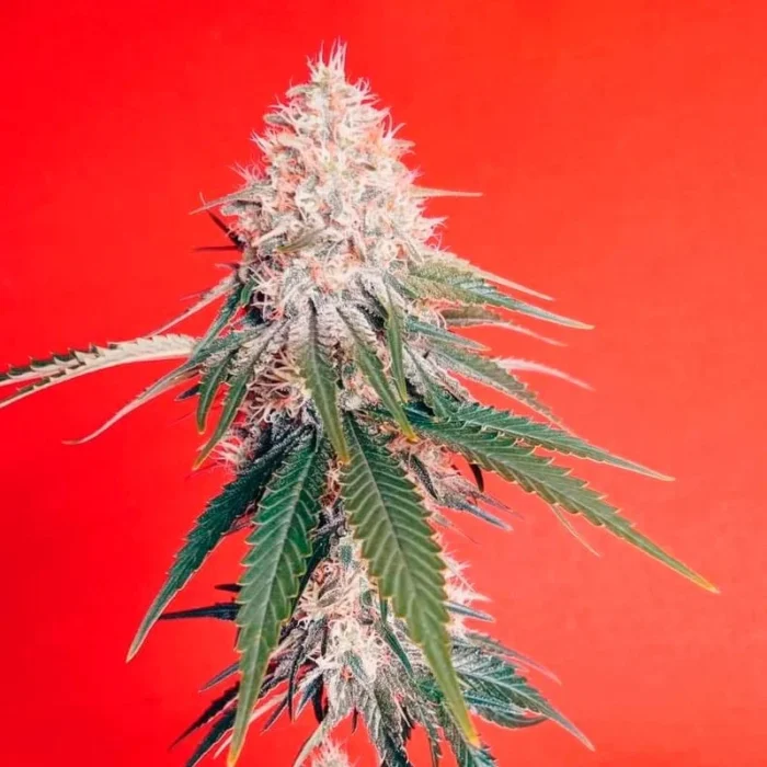 SILENT SEEDS - OG KUSH FEM – Image 2