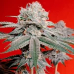SILENT SEEDS - OG KUSH FEM – Image 3