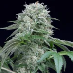 SILENT SEEDS - STARFIRE OG FEM