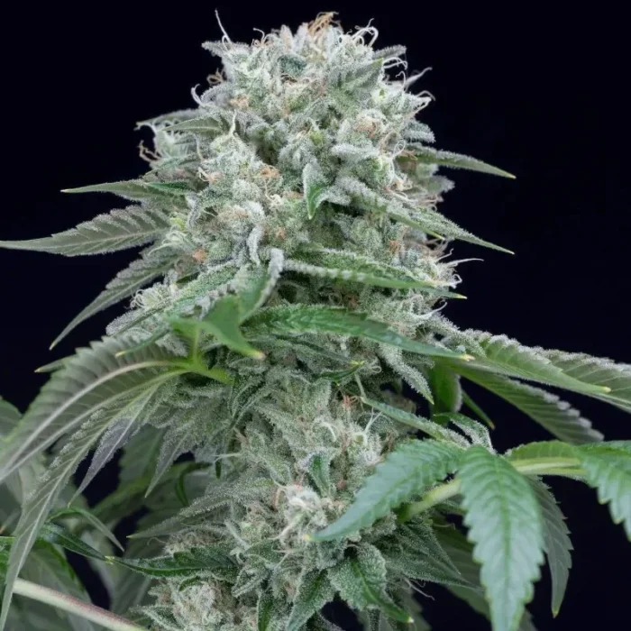 SILENT SEEDS - STARFIRE OG FEM - immagine 1