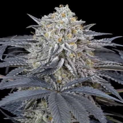 SILENT SEEDS - SANDIA RUNTZ FEM