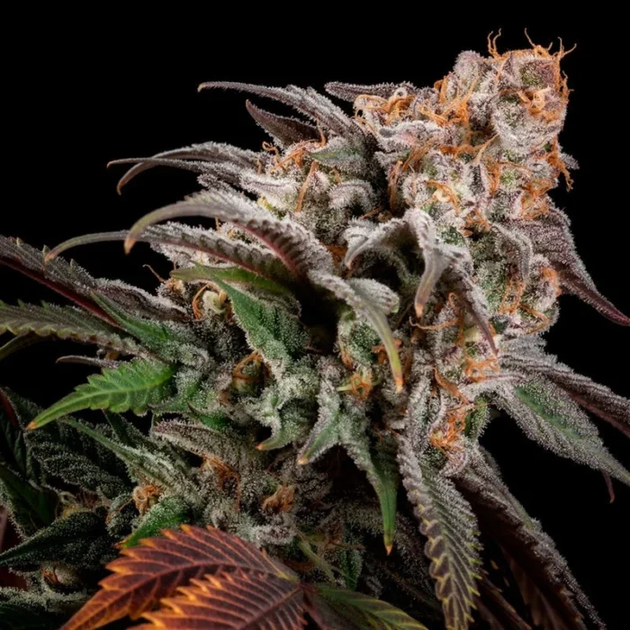 SILENT SEEDS - SANDIA RUNTZ FEM - Imagen 2